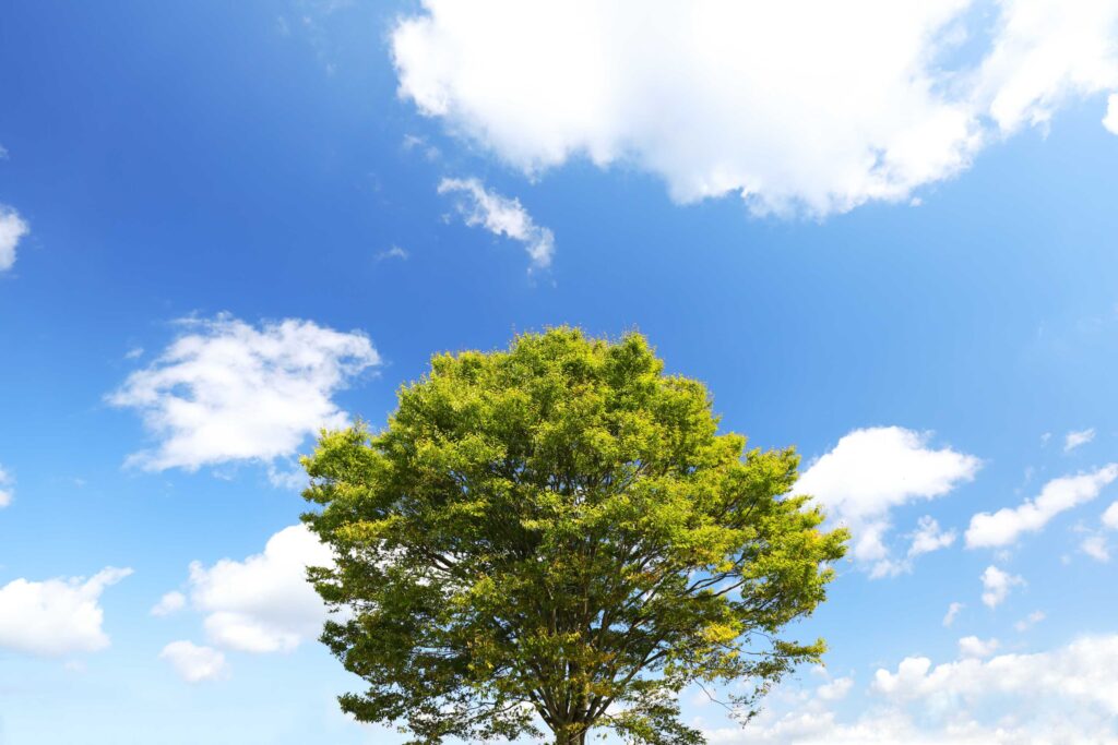 felsenbirne baum