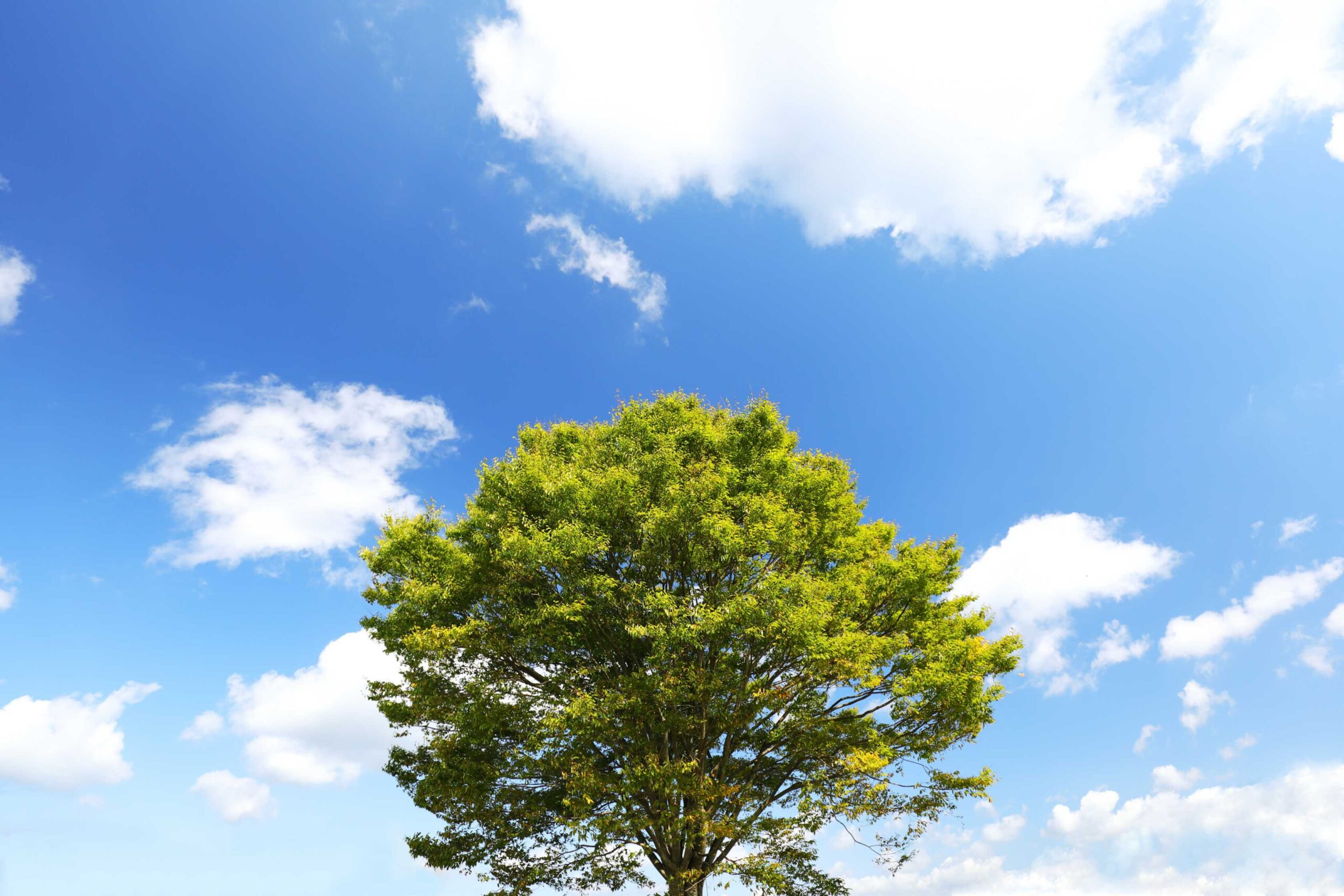 felsenbirne baum